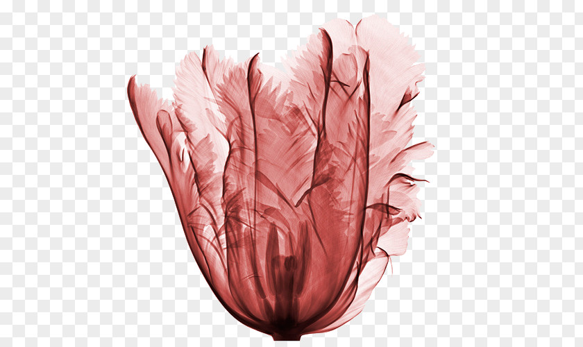 Tulip France Flower X-ray PNG
