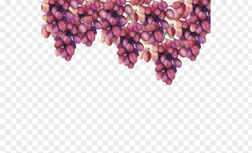 Watercolor Grapes Grape Painting Drawing PNG