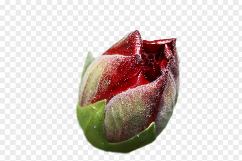 Bud Petal Flower Close-up Fruit PNG