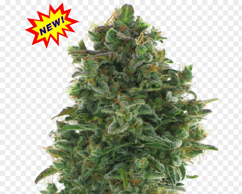 Cannabis Autoflowering Ruderalis Sativa Marijuana PNG