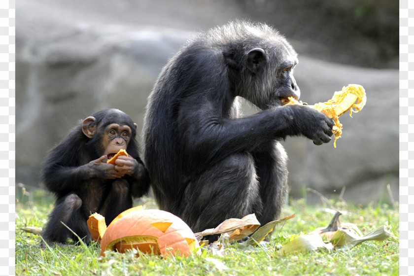 Chimpanzee Detroit Zoo Common Ape Primate Animal PNG