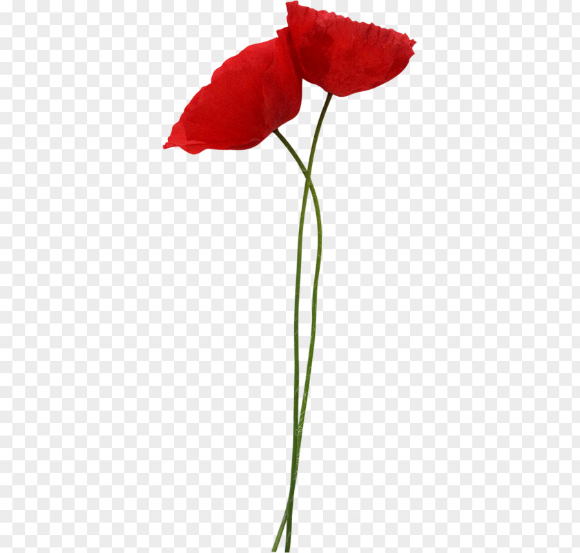 Poppy Flower Red Clip Art PNG