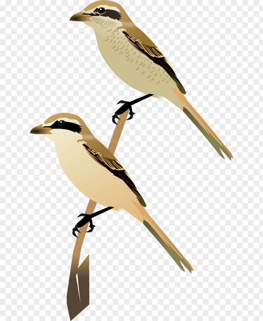 Bird Lark Wren Common Cuckoo Beak PNG
