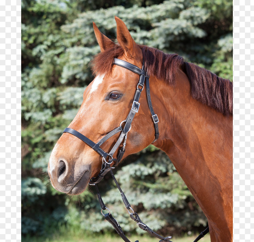 Double Bridle Cob Bitless Equestrian PNG
