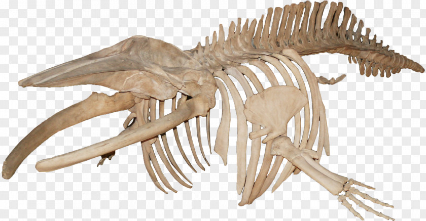 Bones Skeleton Blue Whale Minke Baleen PNG