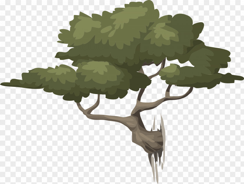 Bonsai Tree Clip Art PNG