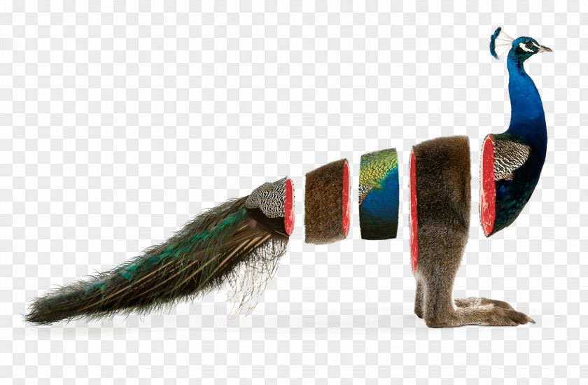 Feather Branding Agency Animal Beak Strategy PNG