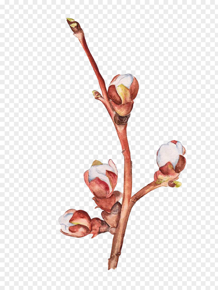 Painted White Pear Bud PNG