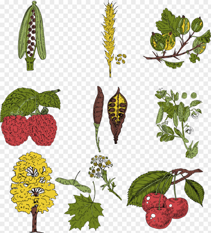 Vector Plant Vegetable Illustration PNG