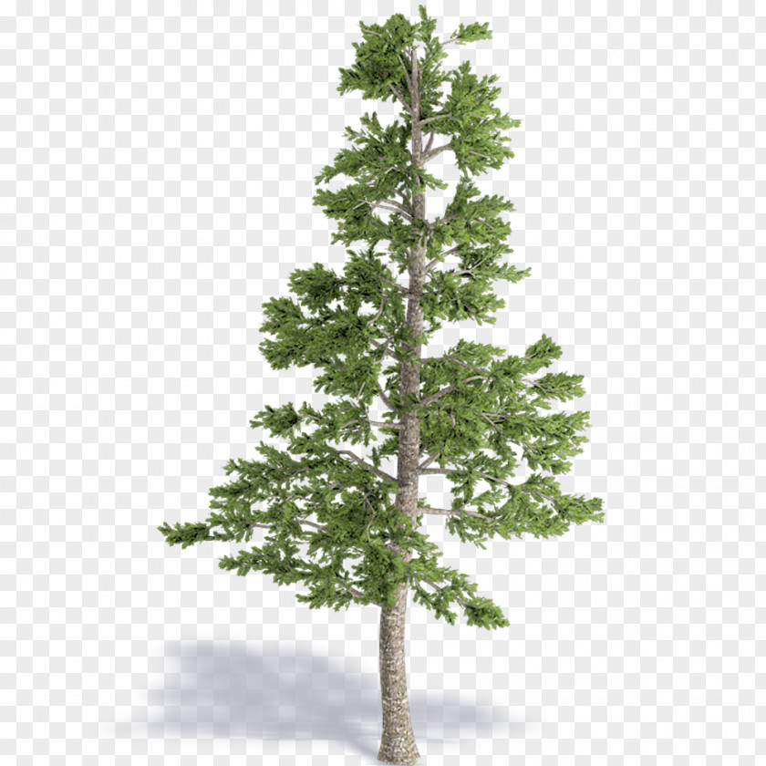 Christmas Tree Spruce Pine Fir Larch PNG