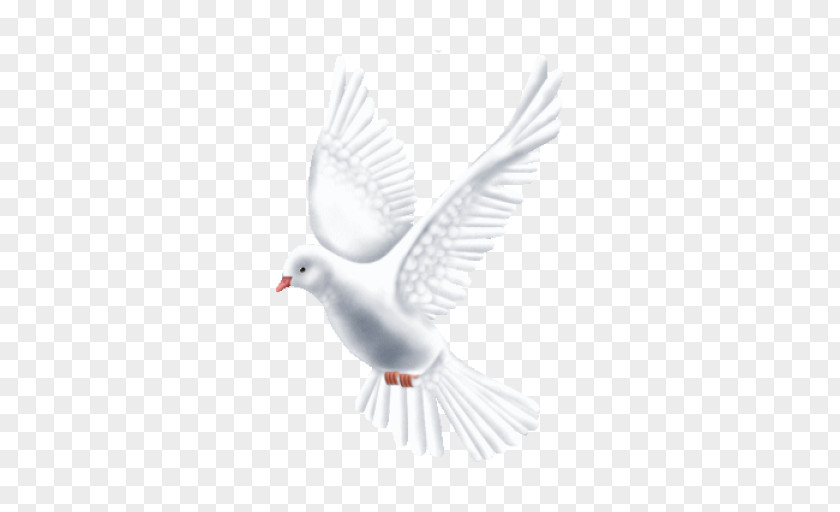 Feather Beak Neck Peace PNG