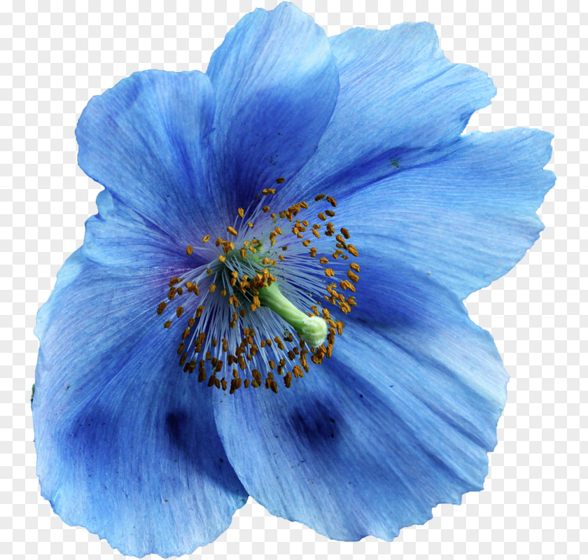 Flower Sky Blue Clip Art PNG