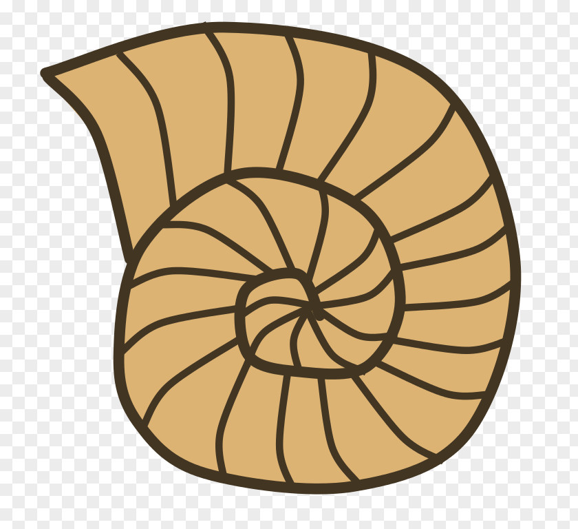 Fossil Cliparts Seashell Snail Gastropod Shell Clip Art PNG