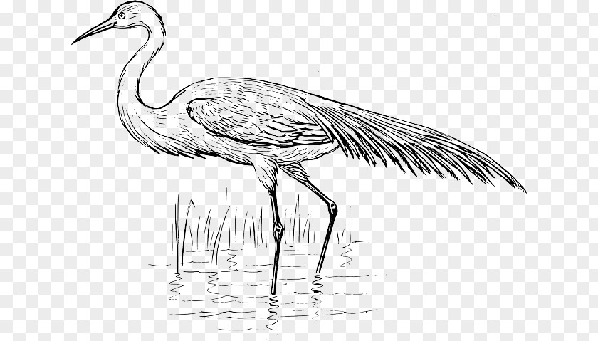 Reed Drawing Heron Bird Crane Vertebrate Egret PNG