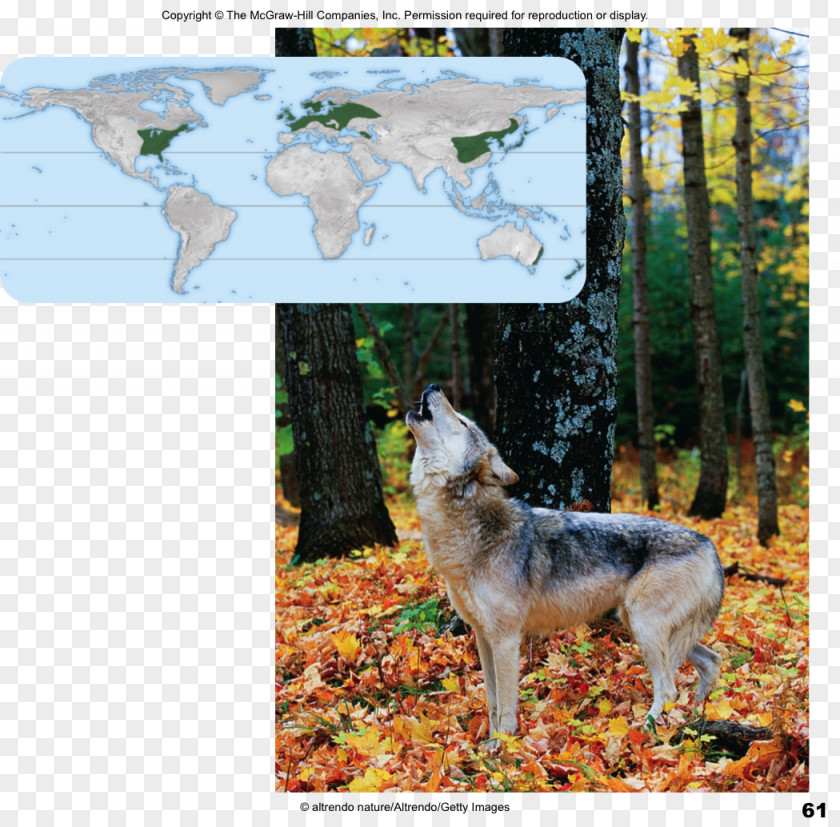 Temperate Coniferous Forest Czechoslovakian Wolfdog Saarloos Dog Breed Coyote PNG