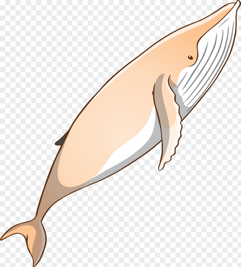 Bottlenose Dolphin Cetacea Fin Blue Whale PNG