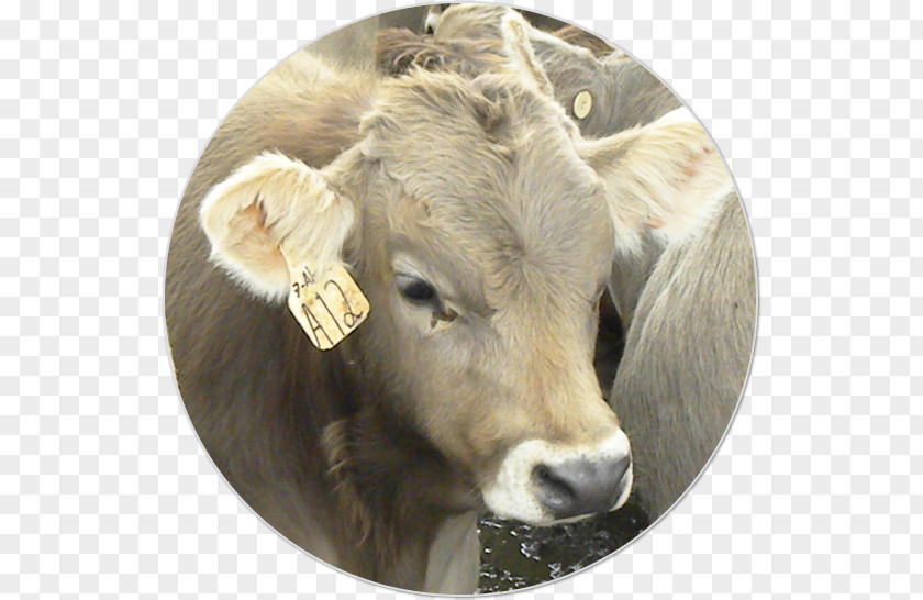 Dairy Cattle Charolais Ox Livestock Animal Husbandry PNG