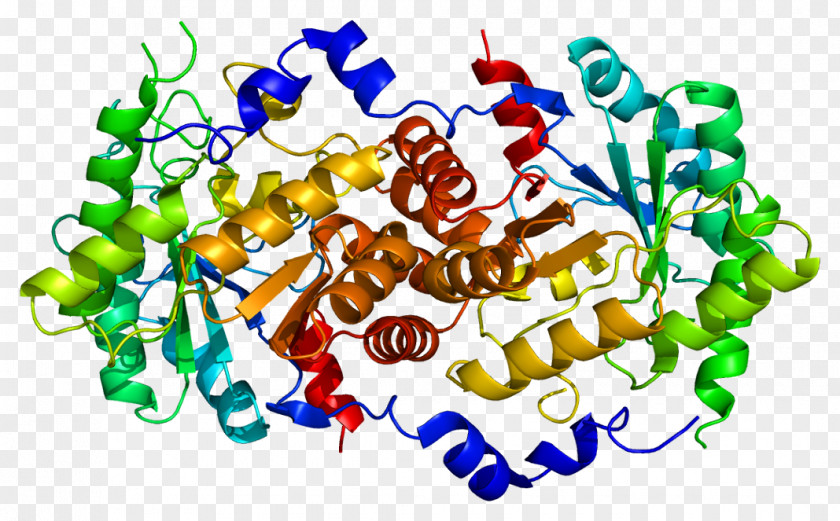 Delta-aminolevulinic Acid Dehydratase Aminolevulinic Deficiency Porphyria 5-Aminolevulinic Synthase Porphobilinogen PNG