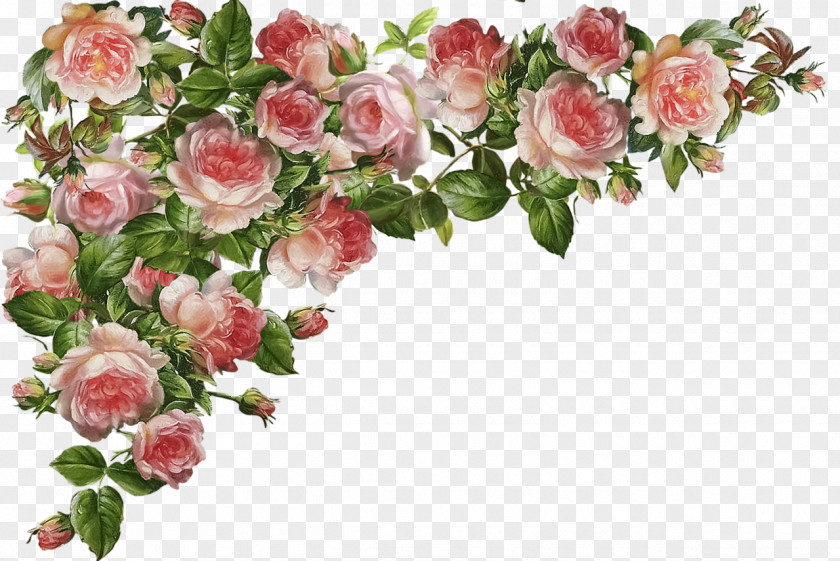 Hand Holding Flower Garden Roses Centifolia Clip Art PNG