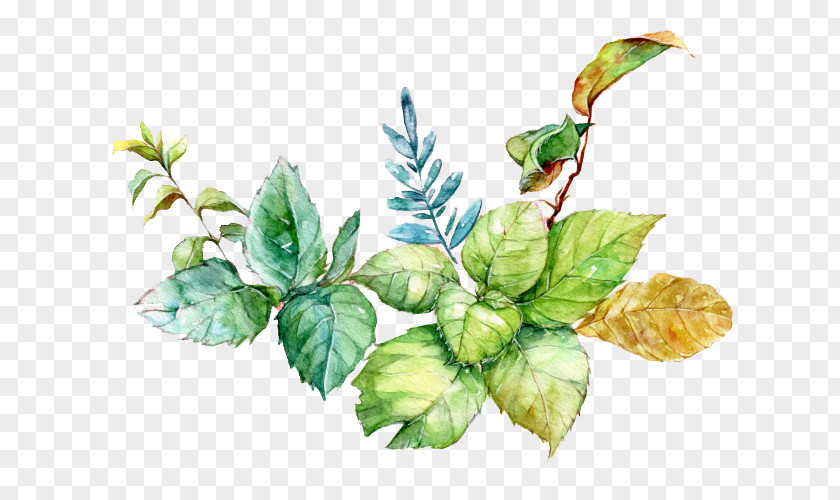 Mint Leaves Watercolor Picture Material Painting Download PNG