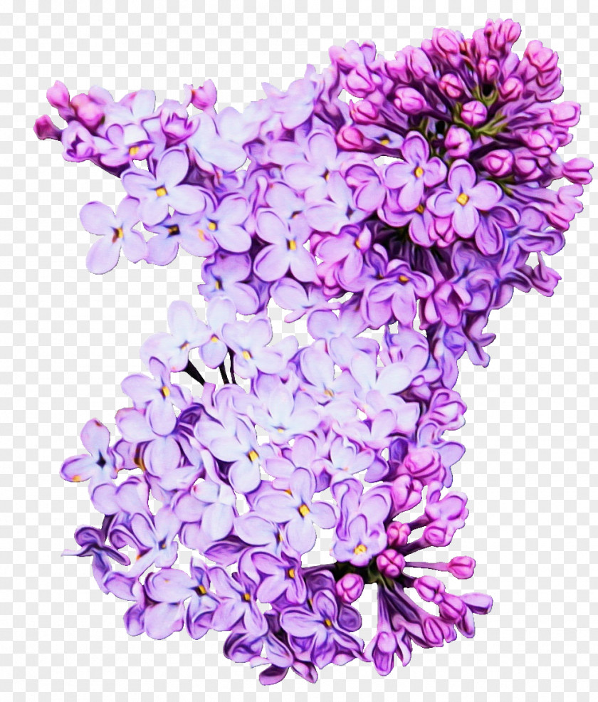 Petal Plant Lavender PNG