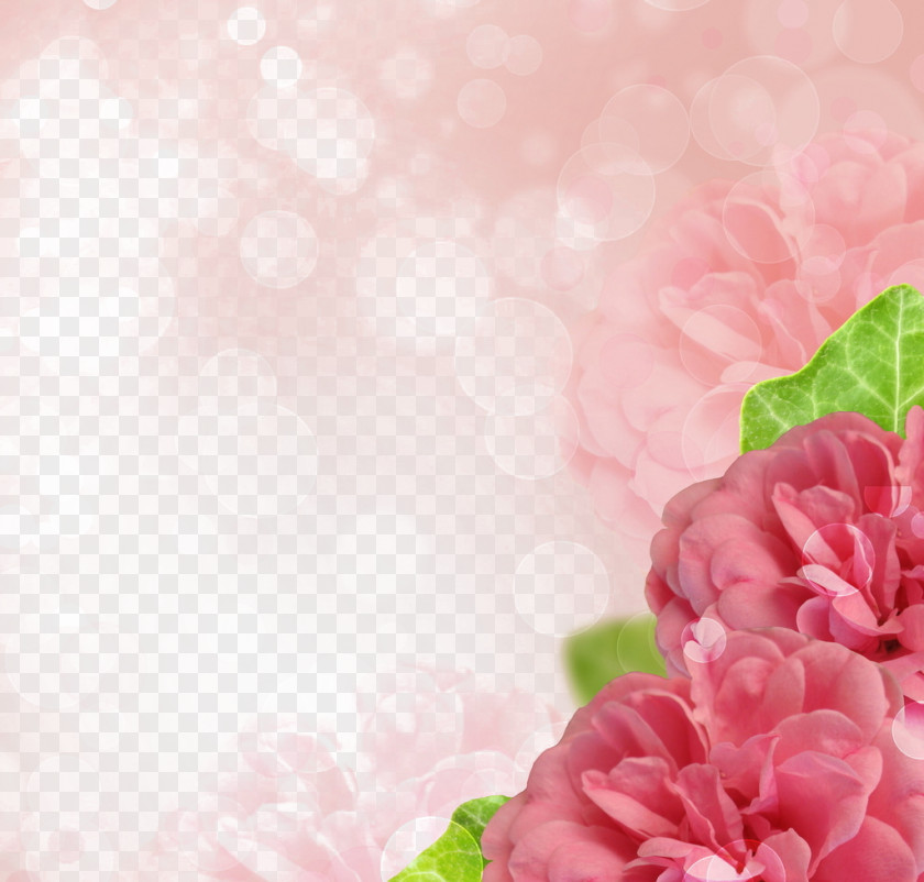 Pink Hibiscus Edge Rose Stock Photography Microsoft PowerPoint Flower PNG