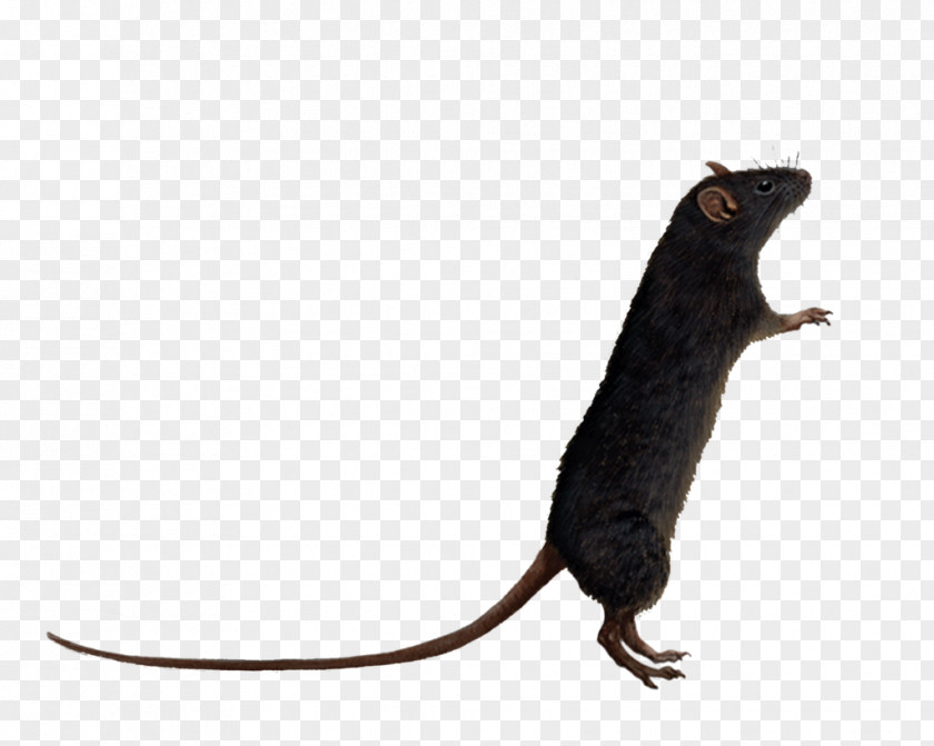 Rat Transparent Brown Mouse Clip Art PNG