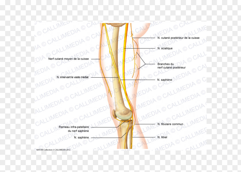 Thumb Nerve Knee Human Anatomy Leg PNG anatomy leg, Box Illustration clipart PNG