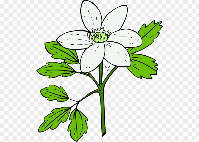 Anemone Flower Plant Clip Art PNG