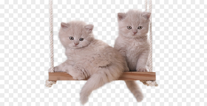 Gato. Kitten GIF Persian Cat British Semi-longhair Clip Art PNG