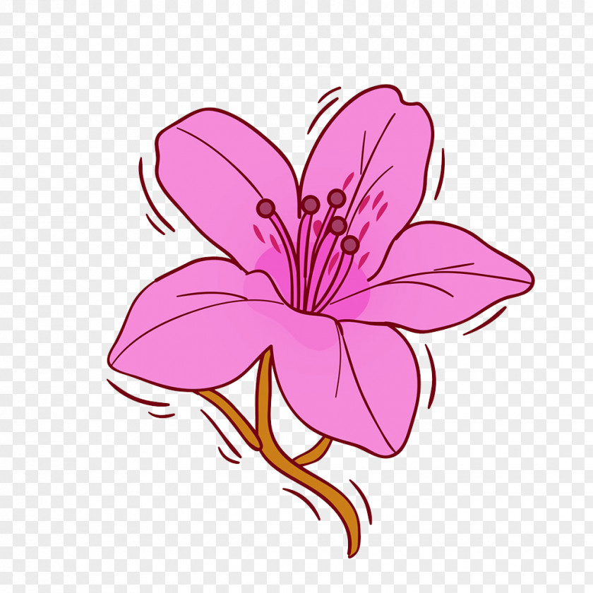 Hand-painted Lily Flower Lilium Illustration PNG