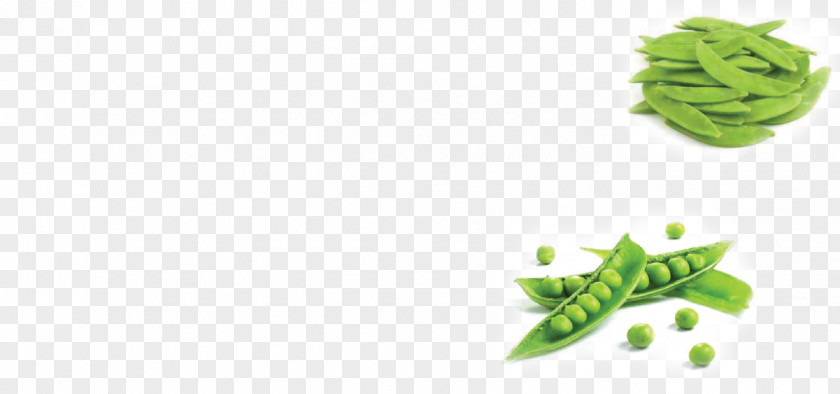 Leaf Vegetable Alternative Health Services Snap Pea Snow PNG