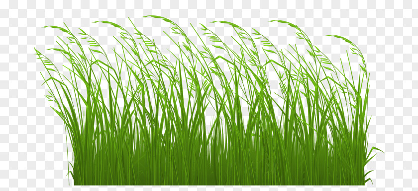 Spring New Fantasy Grass Background Free Downl Grasses Ornamental Lawn Clip Art PNG