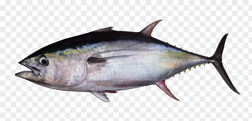 Tuna Albacore Bigeye Atlantic Bluefin Southern Yellowfin PNG