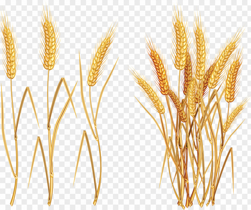 Wheat Euclidean Vector Clip Art PNG