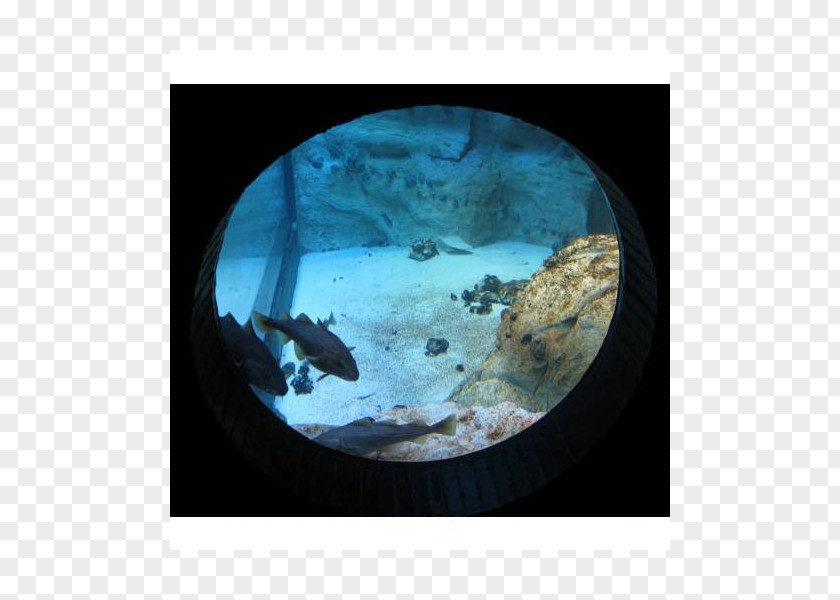 Aquarium Earth Stock Photography Sphere Organism Turquoise PNG