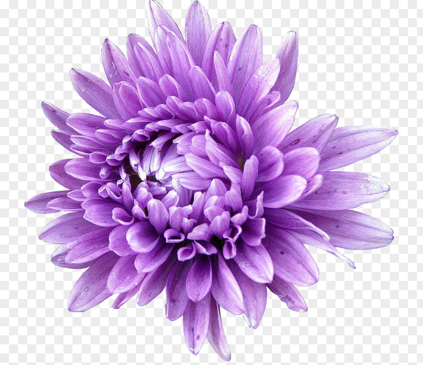 Flower Aster Seed Annual Plant Chrysanthemum PNG