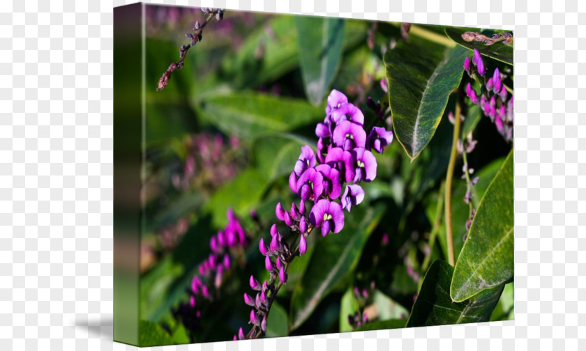 Flower Vine Purple Violet Plant PNG