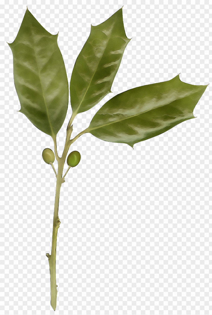 Bay Laurel Leaf Plant Flower Tree Stem PNG