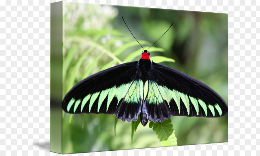 Butterfly Brush-footed Butterflies Gossamer-winged Moth Leaf PNG