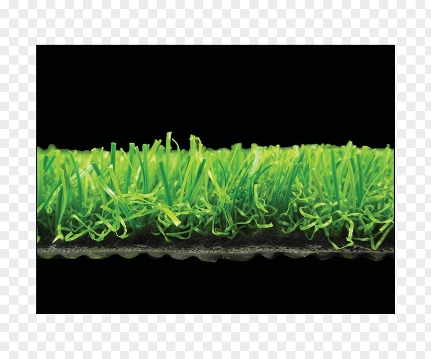 Artificial Grass Grasses Family PNG