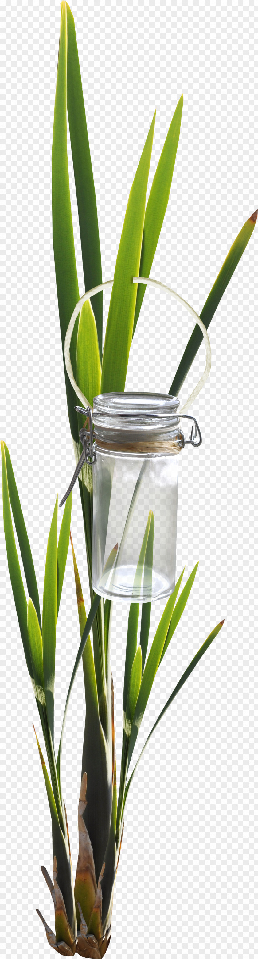 Bottle Green Foliage Leaf Glass PNG