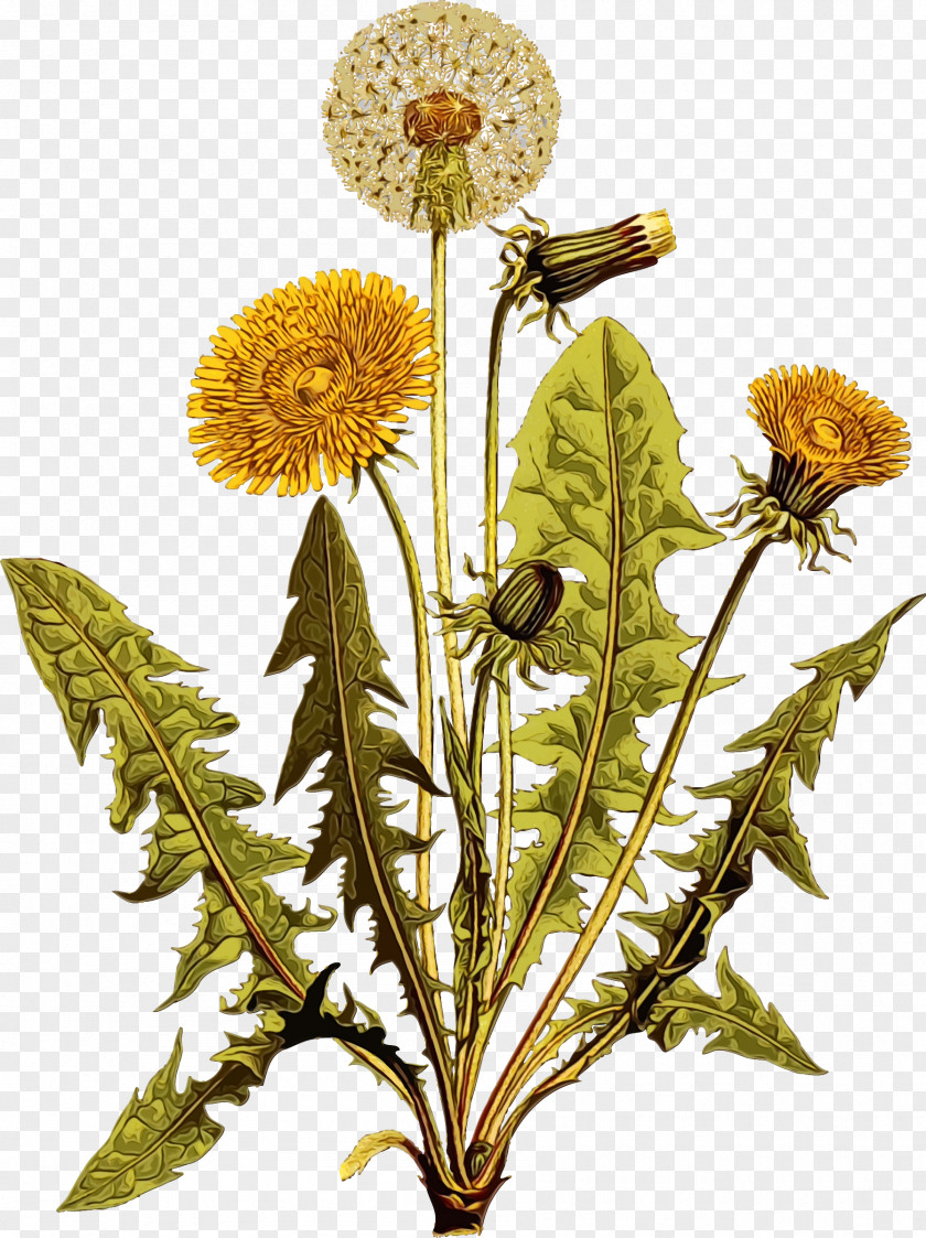 Flower Dandelion Plant Pincushion PNG