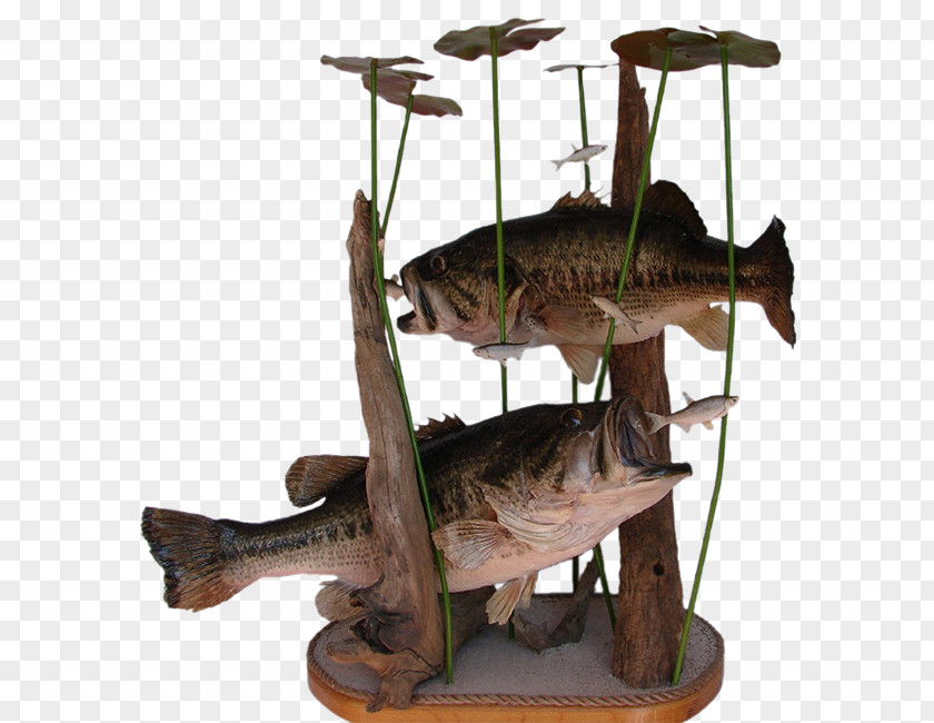 Largemouth Bass AZ Wildlife Creations Black Crappie Taxidermy PNG