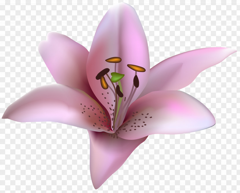 Pink Lilium Transparent Clip Art Image Petal PNG