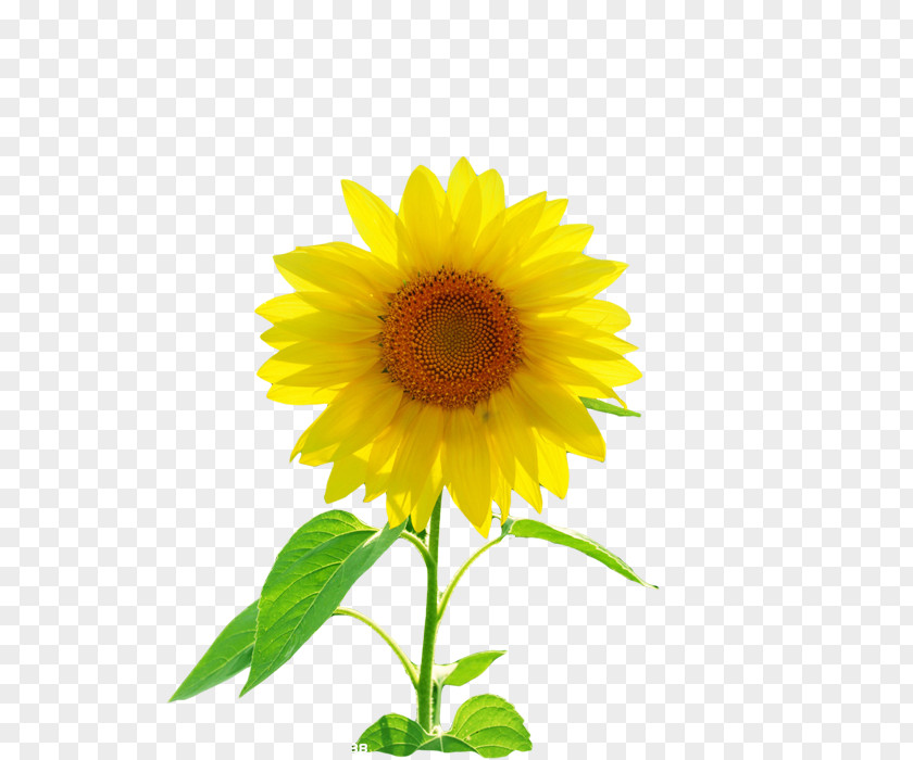 Sunflower Seed Buddhahood Deva 三曹 成仏 Yellow PNG