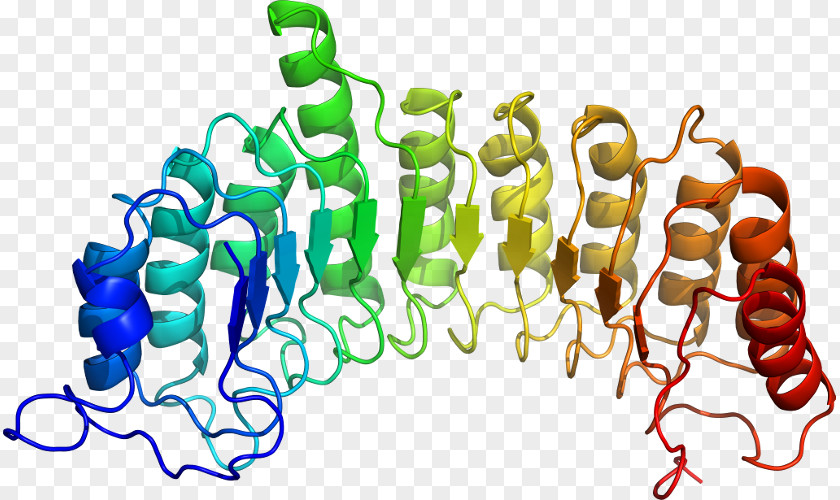 TCF7L2 TCF4 Gene Protein Human PNG