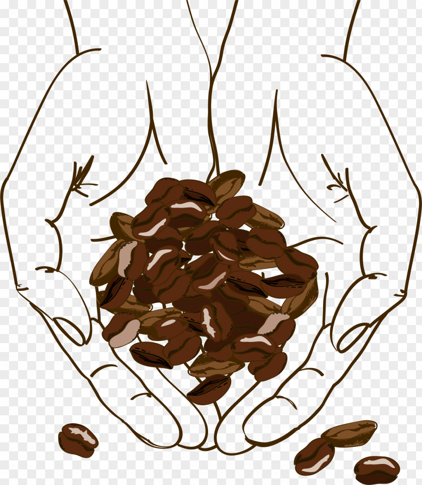 Brown Holding Coffee Beans Bean Cafe Illustration PNG