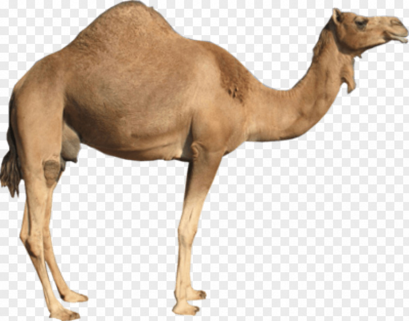 Cavan Images Dromedary Bactrian Camel Clip Art PNG