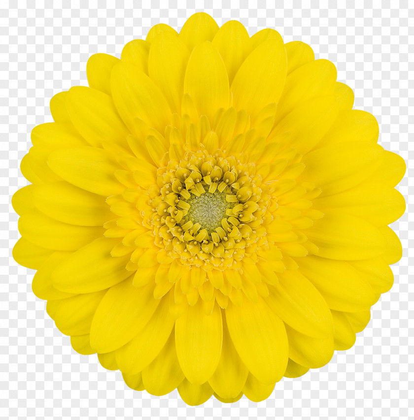 Gerbera Transvaal Daisy Cut Flowers Yellow Flower Bouquet PNG